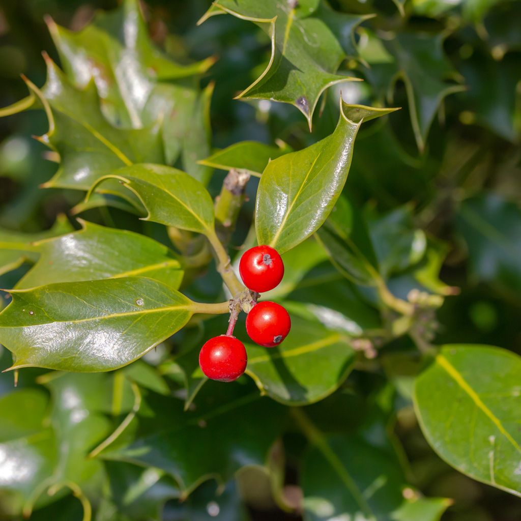 Stechpalme Heckenfee - Ilex meserveae