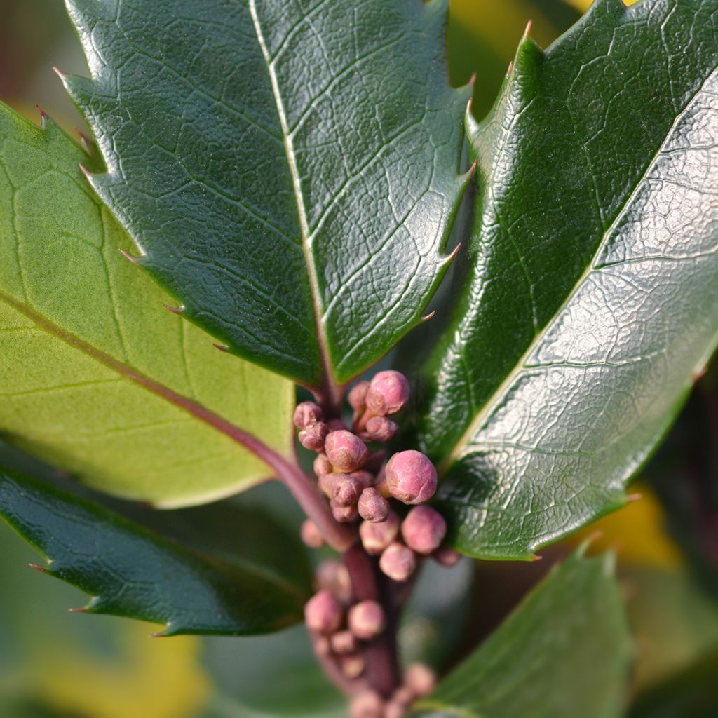 Stechpalme Blue Angel - Ilex meserveae