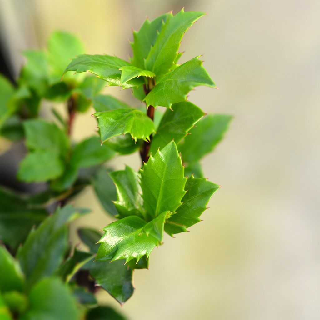 Stechpalme Blue Prince - Ilex meserveae