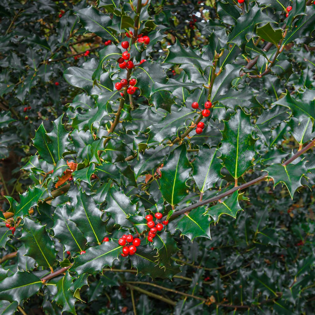 Stechpalme Blue princess - Ilex meserveae