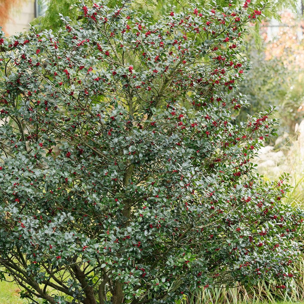 Stechpalme Alaska - Ilex aquifolium