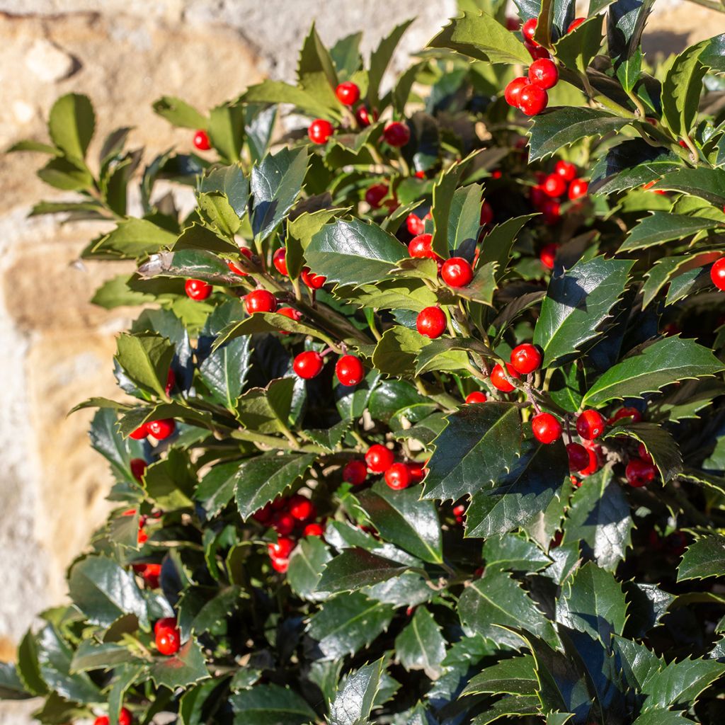 Stechpalme Alaska - Ilex aquifolium
