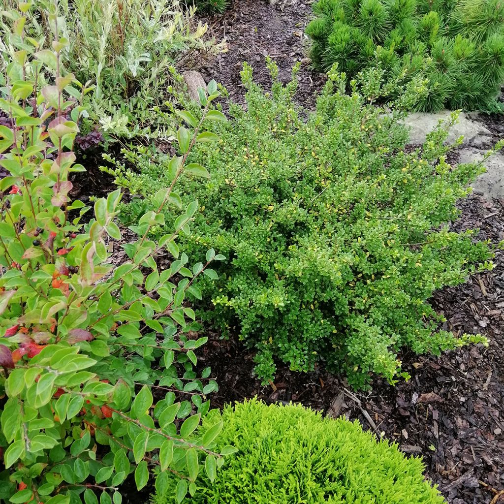 Japanische Stechpalme Convexa (In eine Kugel schneiden) - Ilex crenata