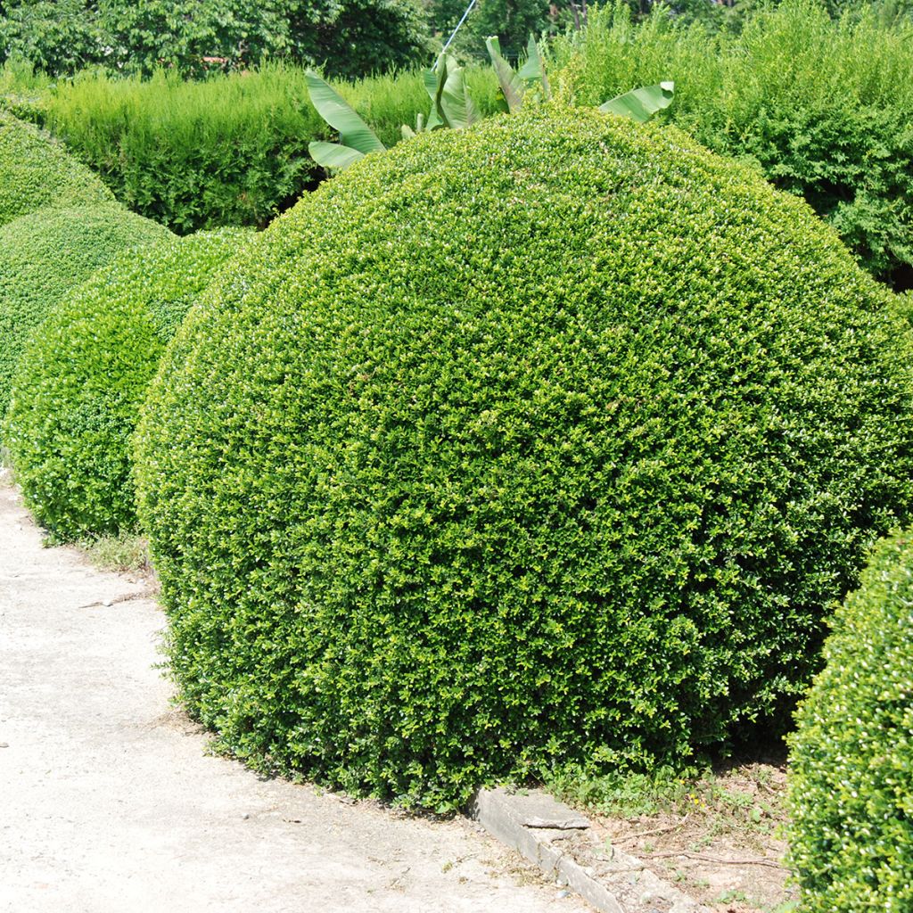Japanische Stechpalme Dark Green - Ilex crenata