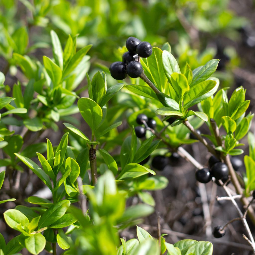 Japanische Stechpalme Fastigiata - Ilex crenata