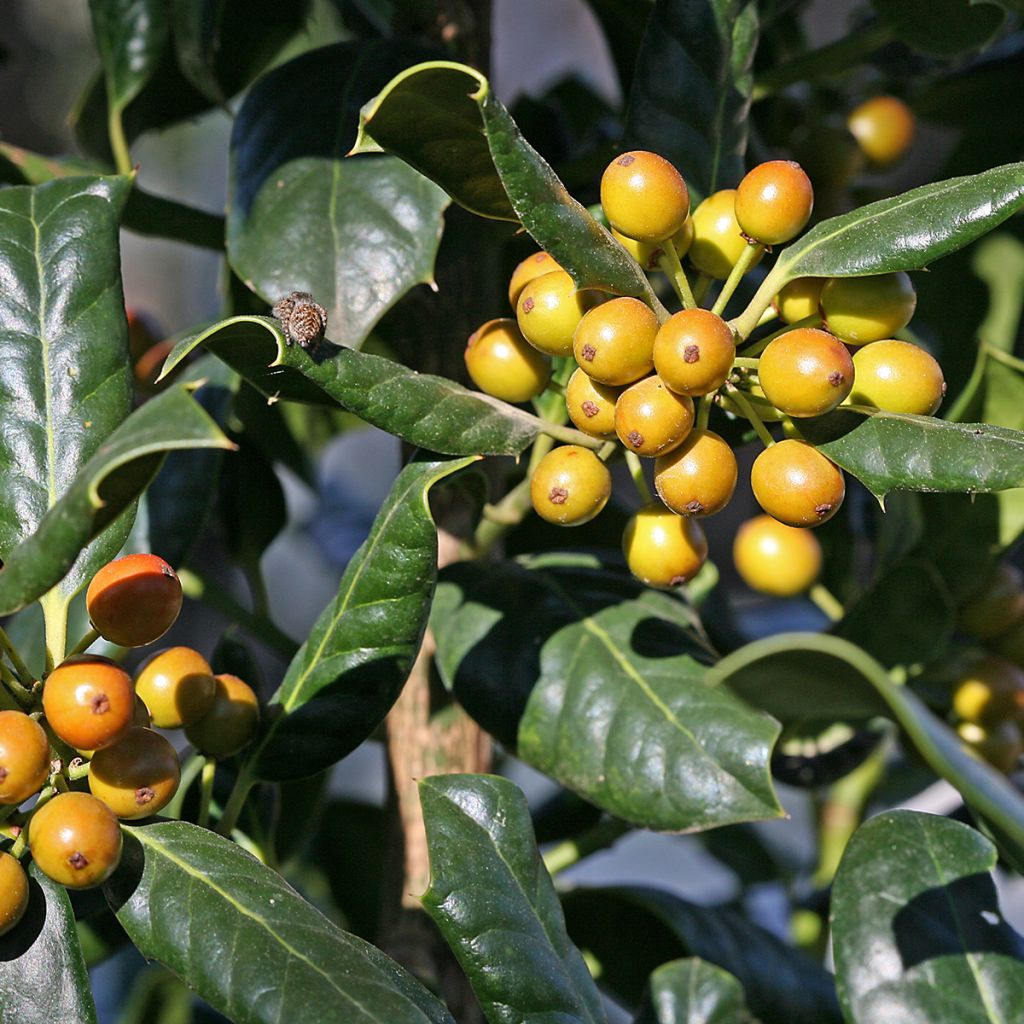 Stechpalme Nellie R. Stevens - Ilex