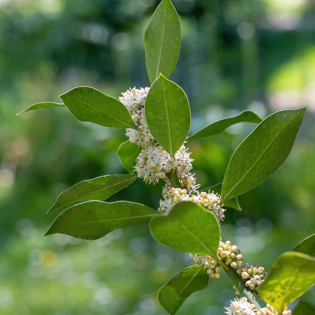 Stechpalme Nellie R. Stevens - Ilex