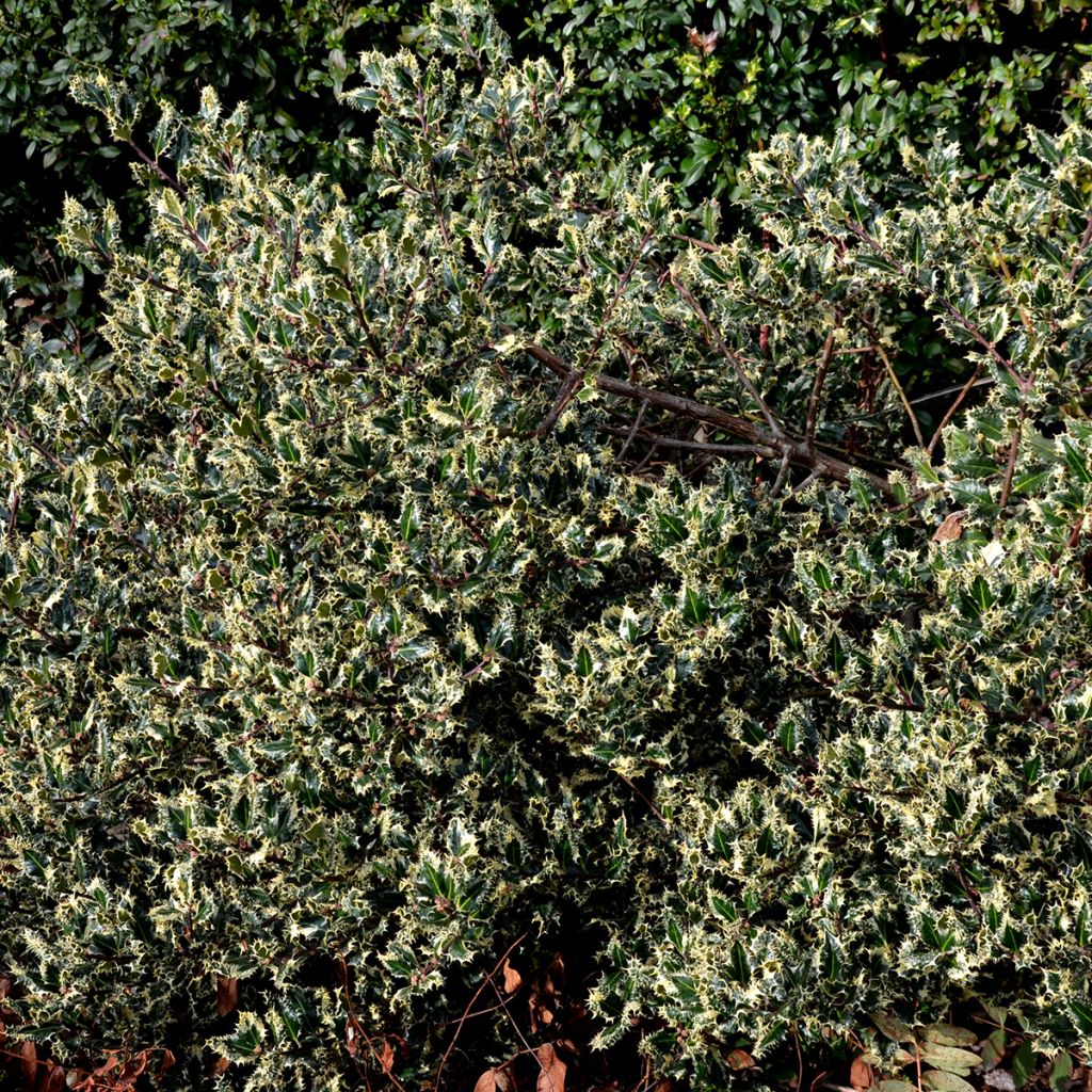 Weißbunte Stechpalme Argenteomarginata - Ilex aquifolium
