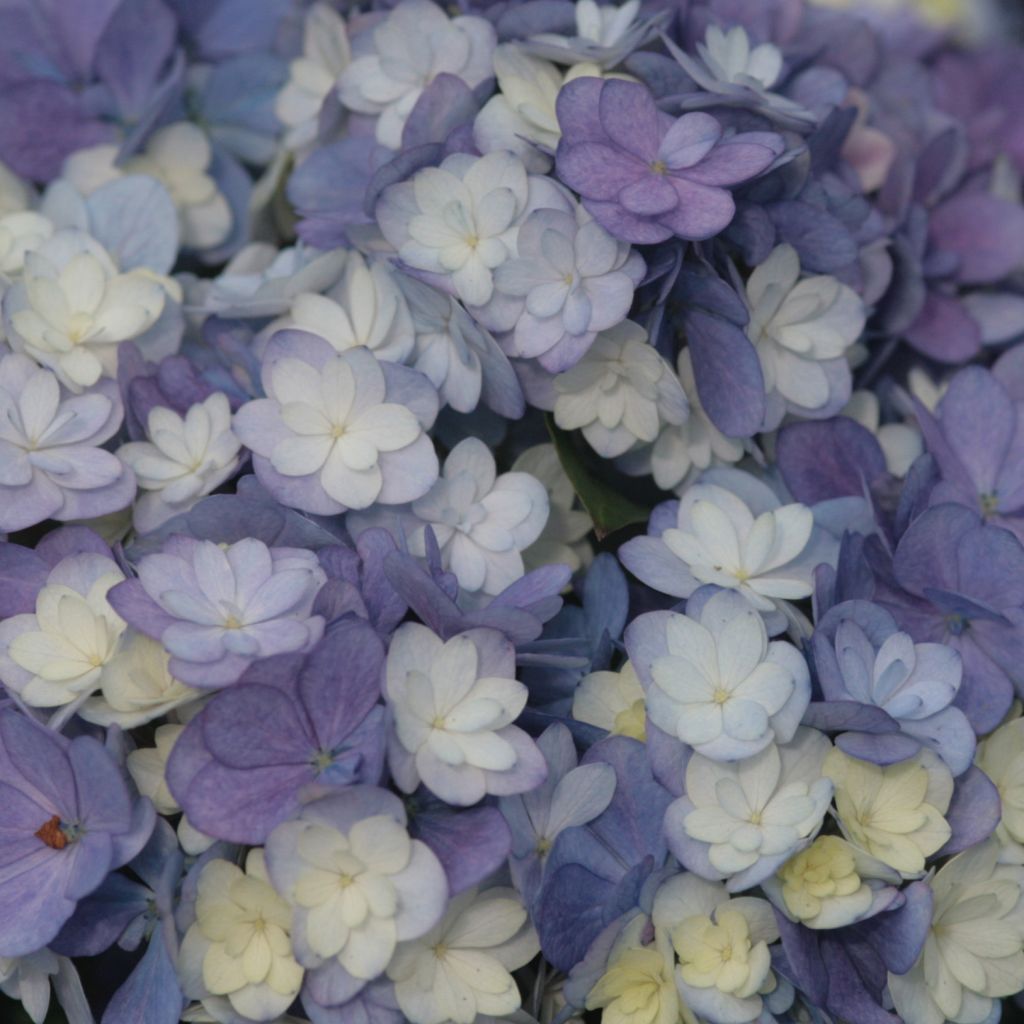 Hortensia - Hydrangea macro Tea Time Together -