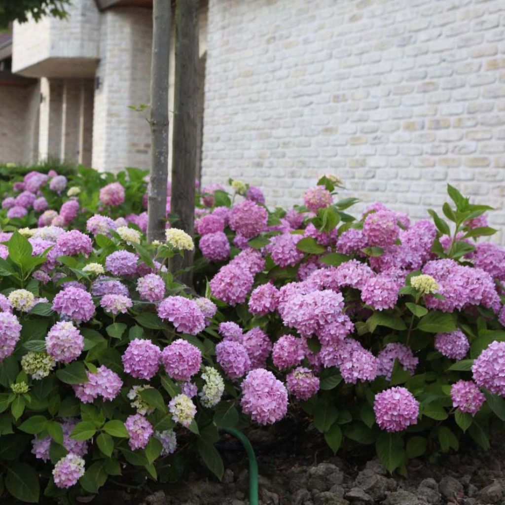 Hydrangea macrophylla Endless Summer The Original Pink - Bauernhortensie