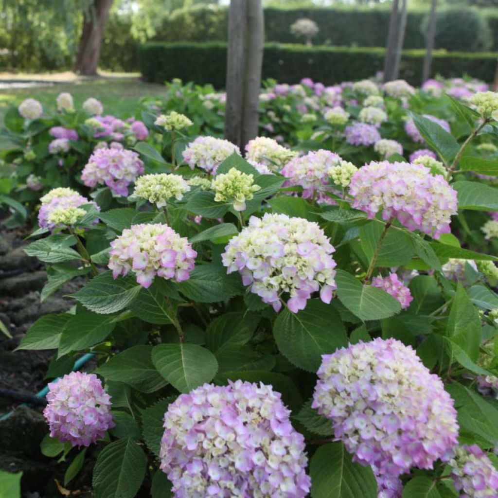 Hydrangea macrophylla Endless Summer The Original Pink - Bauernhortensie