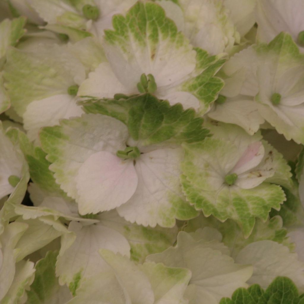 Hortensia - Hydrangea macrophylla Magical Noblesse
