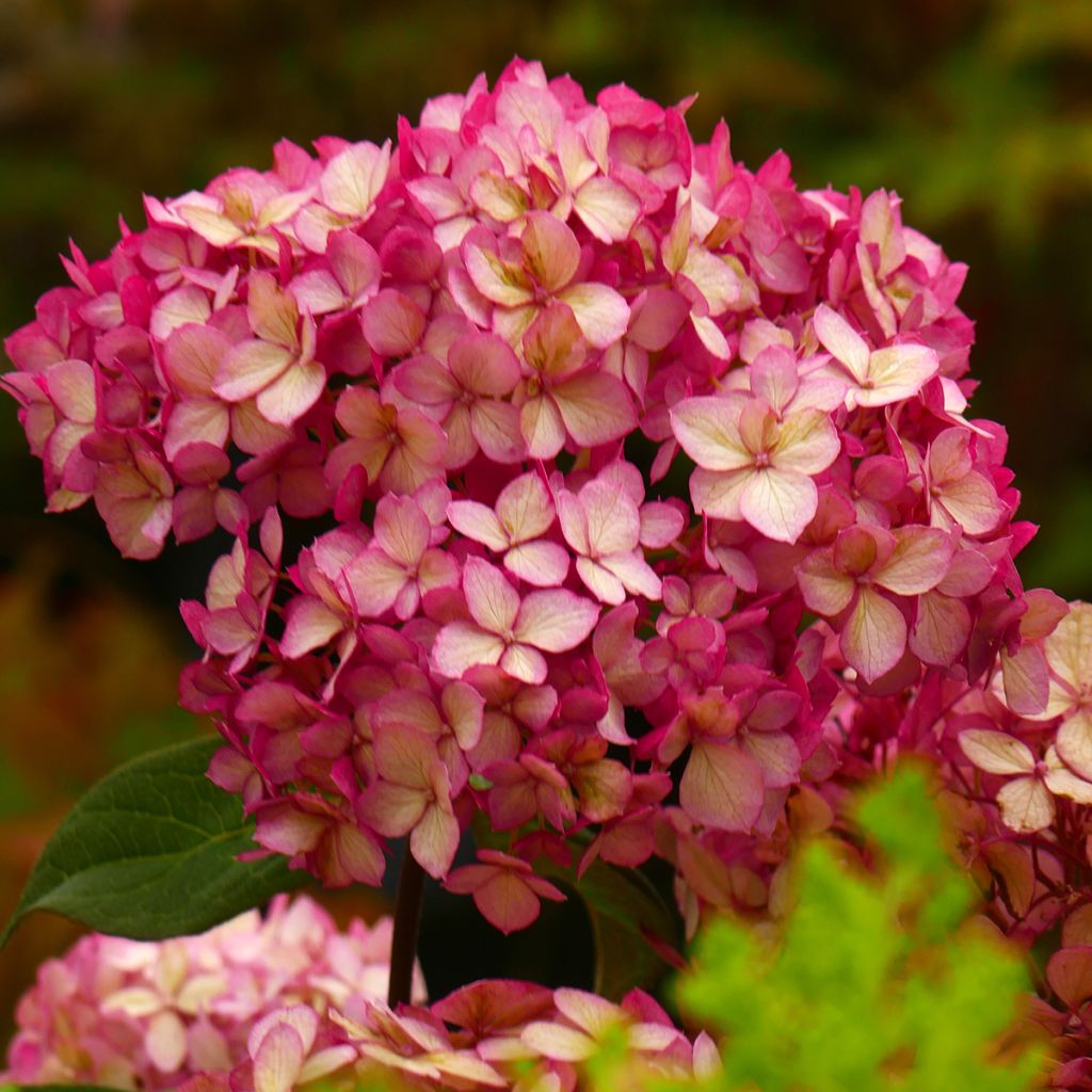 Rispenhortensie Bloody Marie - Hydrangea paniculata