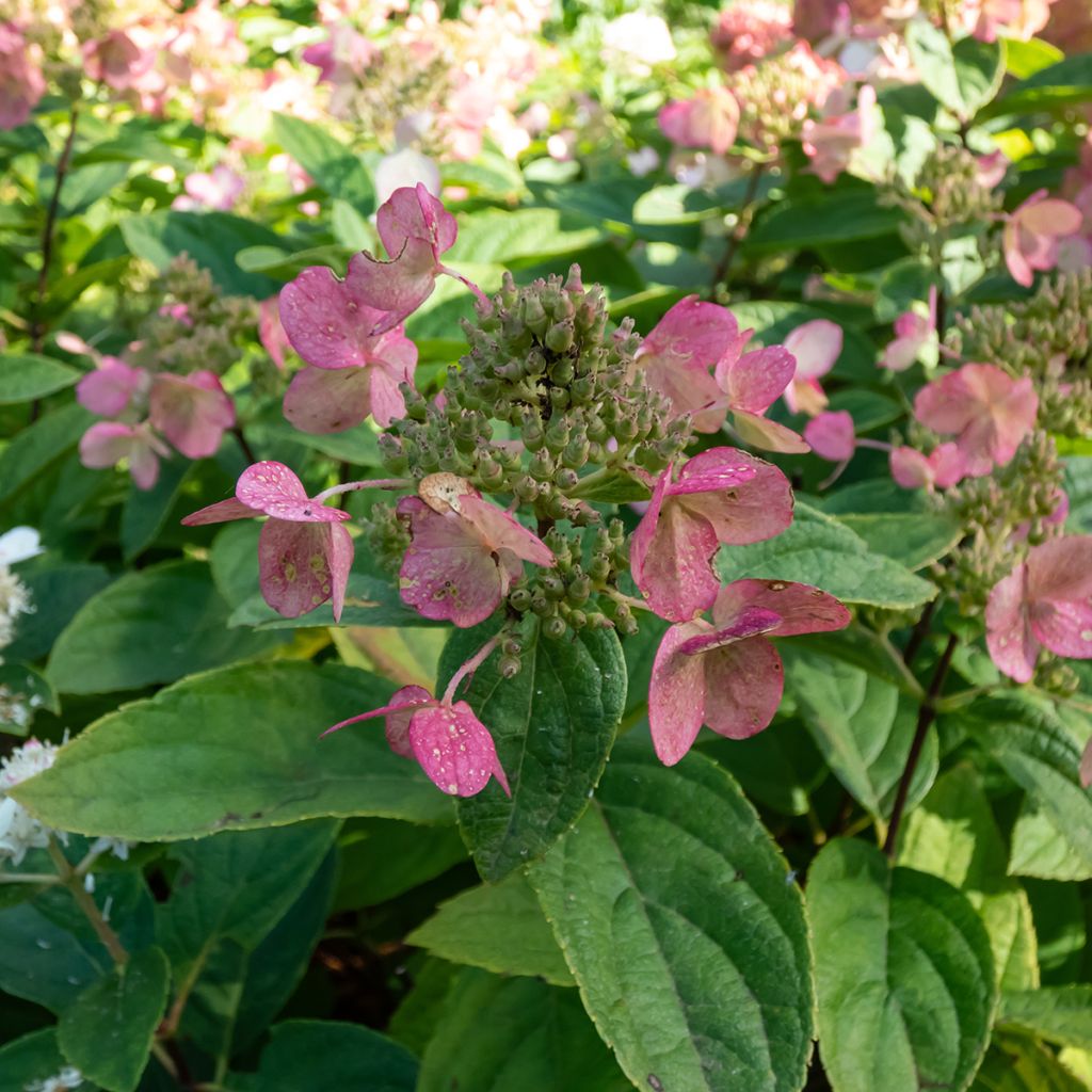 Rispenhortensie Bombshell - Hydrangea paniculata
