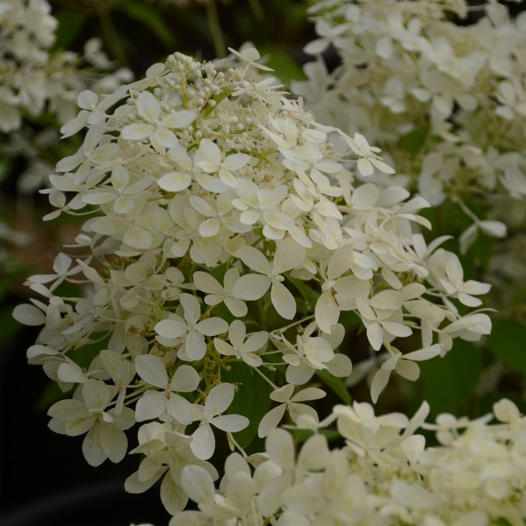 Rispenhortensie Dentelle De Gorron - Hydrangea paniculata