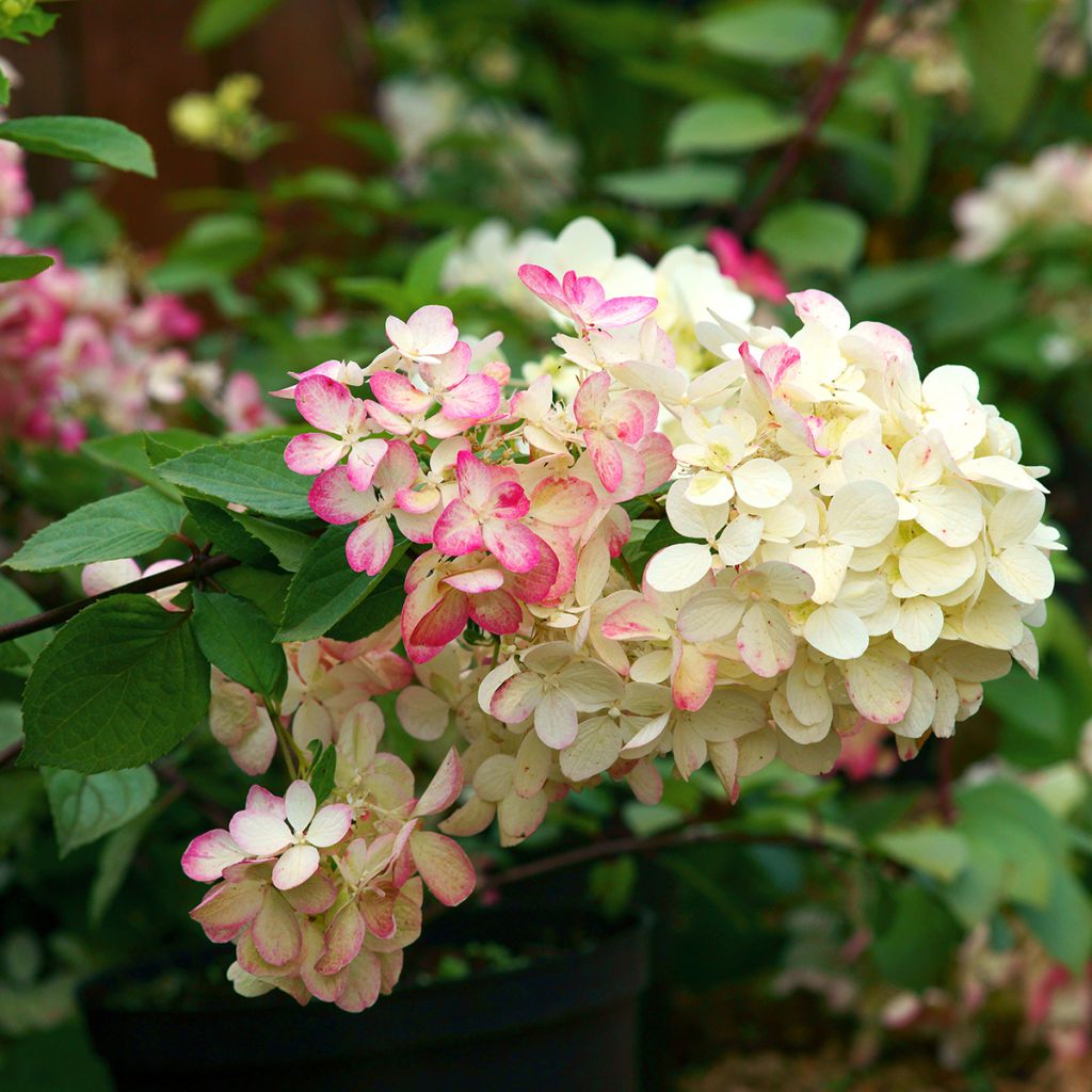 Rispenhortensie Diamant Rouge - Hydrangea paniculata