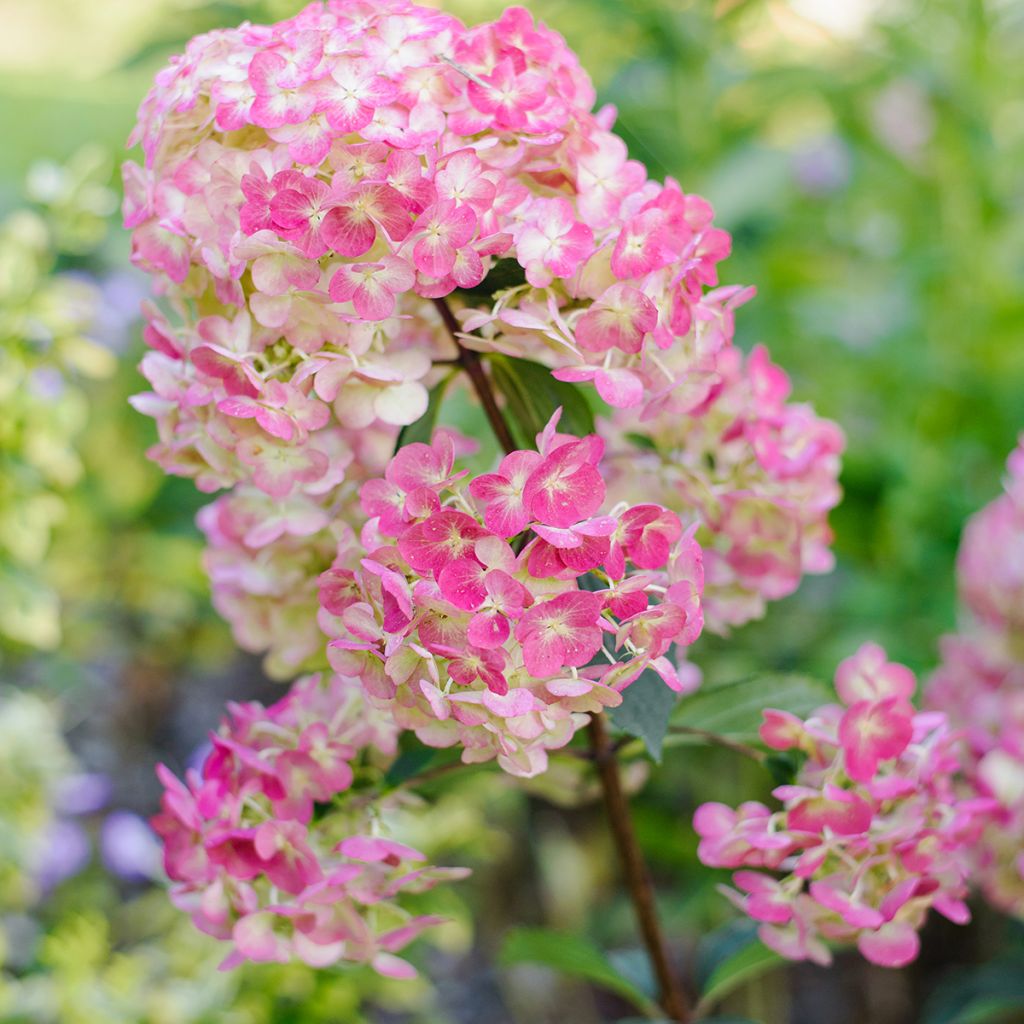 Rispenhortensie Framboisine - Hydrangea paniculata