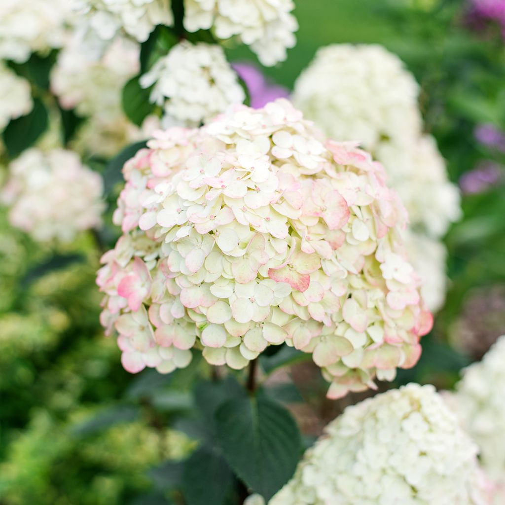 Rispenhortensie Framboisine - Hydrangea paniculata