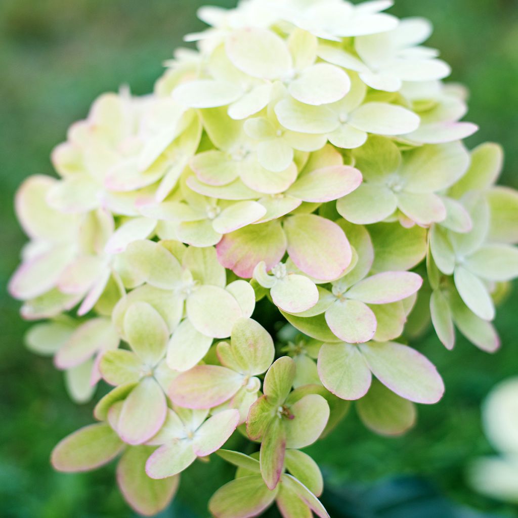 Rispenhortensie Graffiti - Hydrangea paniculata
