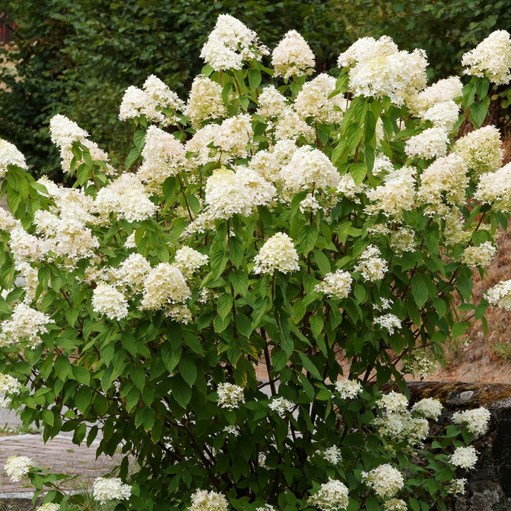 Rispenhortensie Grandiflora - Hydrangea paniculata