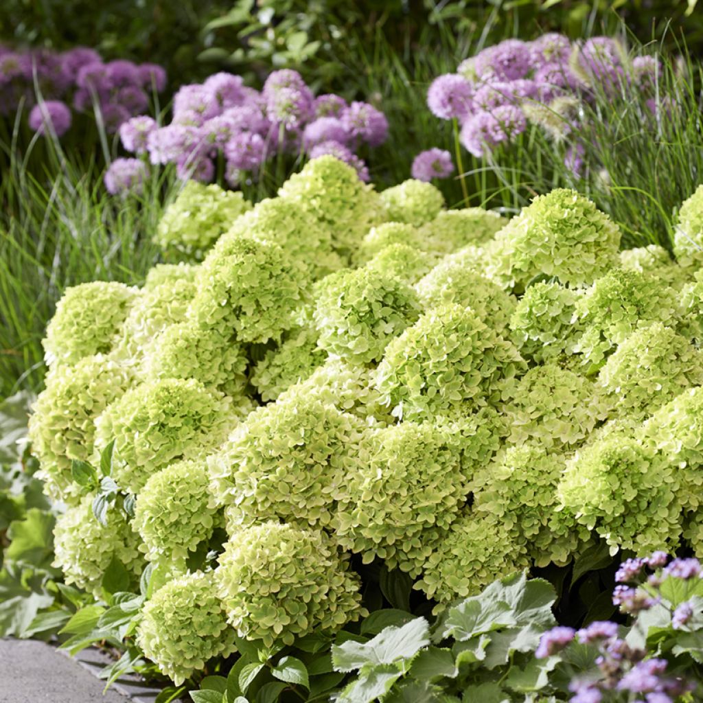 Rispenhortensie Groundbreaker Greeny - Hydrangea paniculata