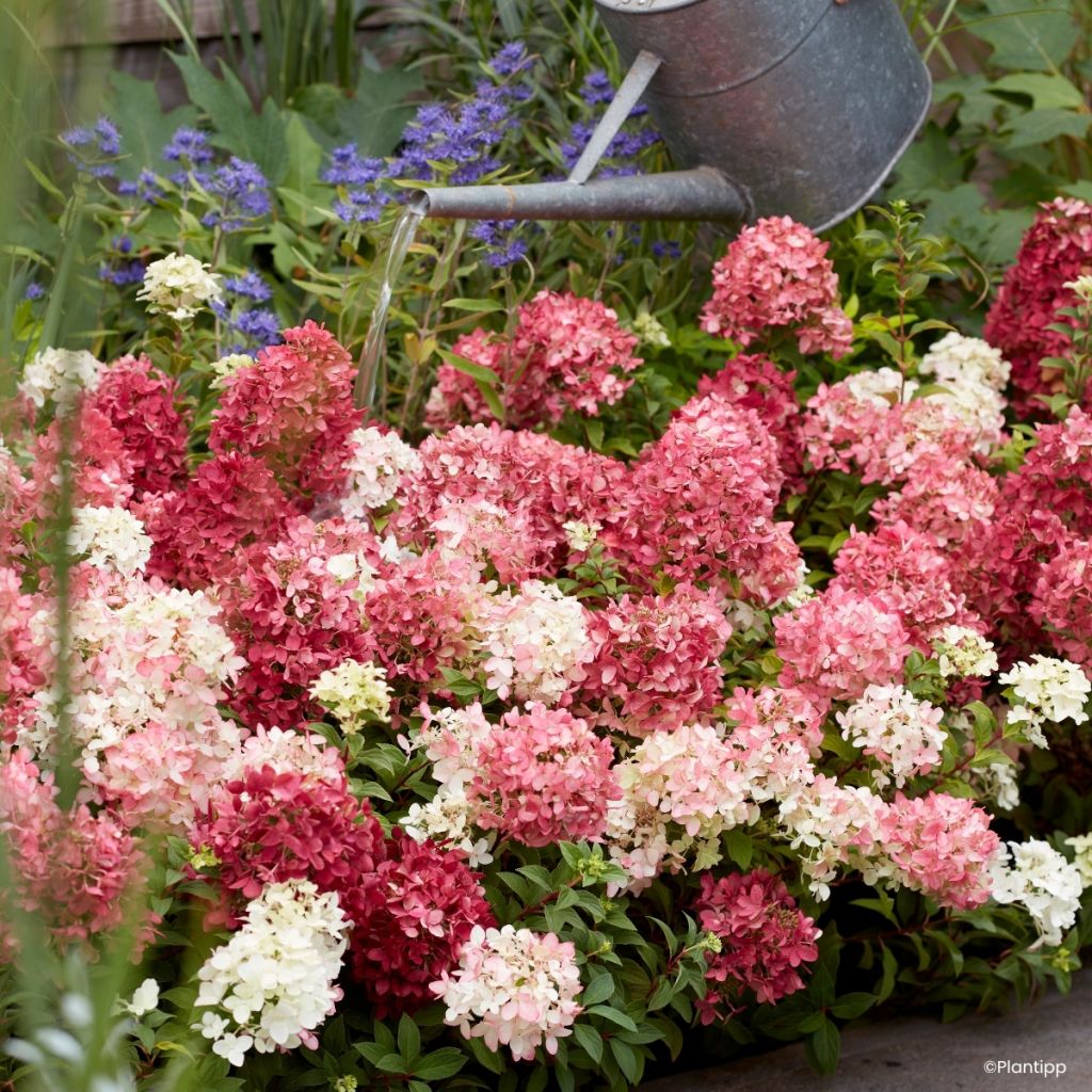 Rispenhortensie Groundbreaker Ruby - Hydrangea paniculata