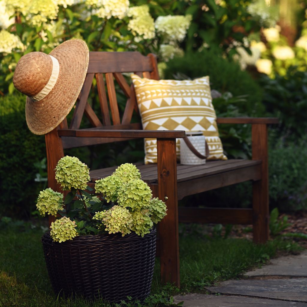 Rispenhortensie Little Lime - Hydrangea paniculata