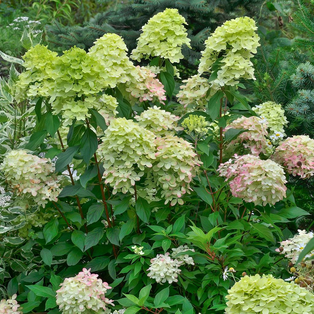 Rispenhortensie Little Lime - Hydrangea paniculata