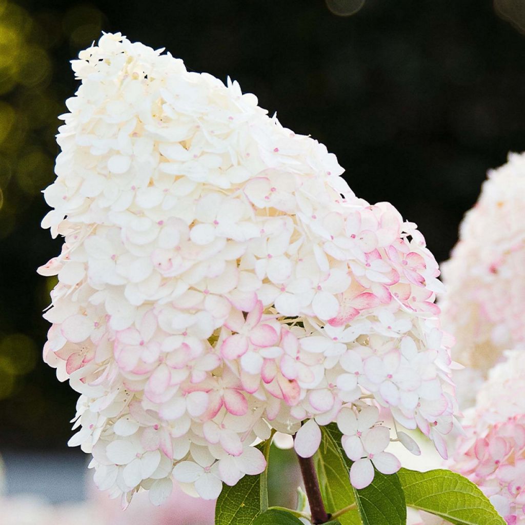 Rispenhortensie Living Pink & Rose  - Hydrangea paniculata