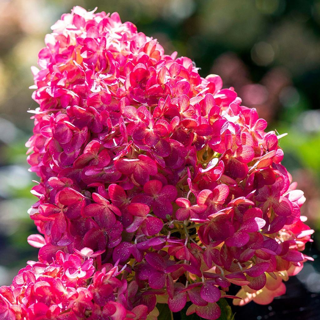 Rispenhortensie Living Pink & Rose  - Hydrangea paniculata