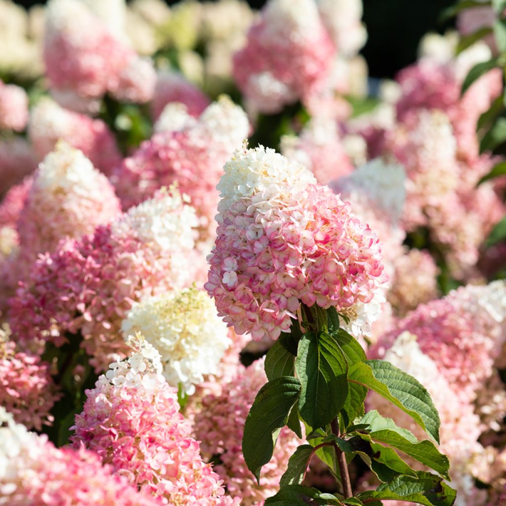 Rispenhortensie Living Strawberry Blossom - Hydrangea paniculata