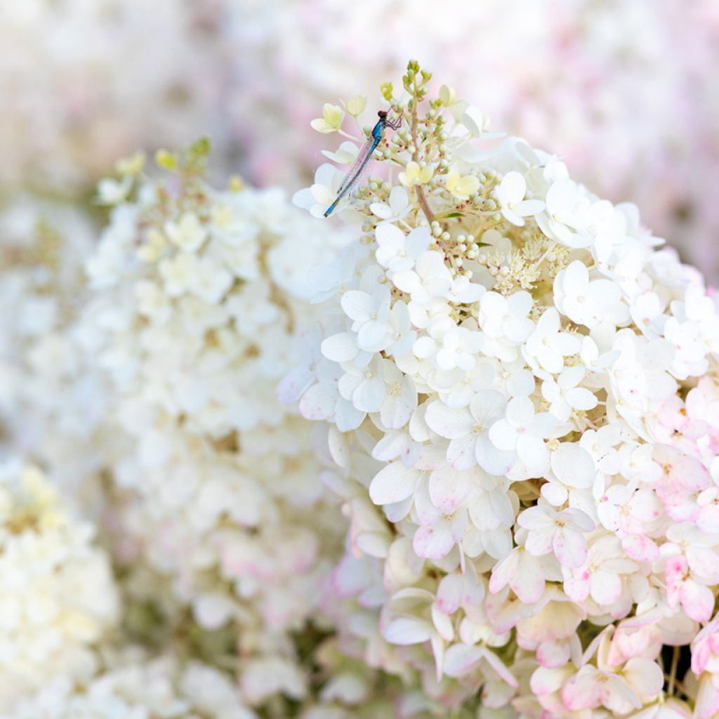 Rispenhortensie Living Strawberry Blossom - Hydrangea paniculata