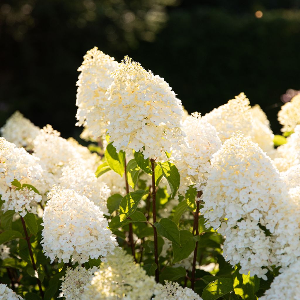 Rispenhortensie Living Sugar Rush - Hydrangea paniculata