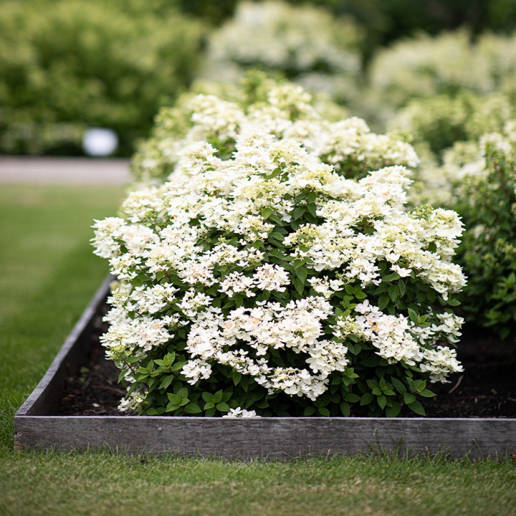 Rispenhortensie Living Touch of Pink - Hydrangea paniculata