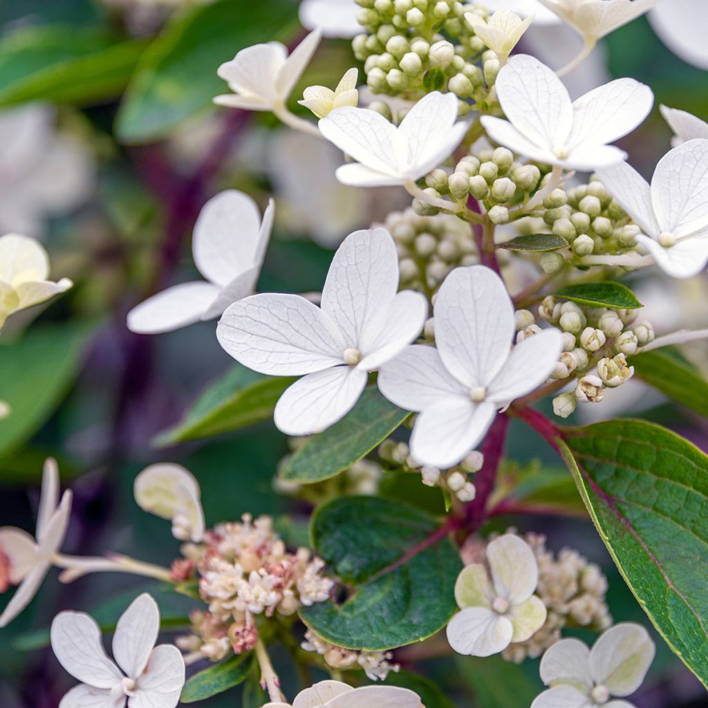 Rispenhortensie Magical Vesuvio - Hydrangea paniculata