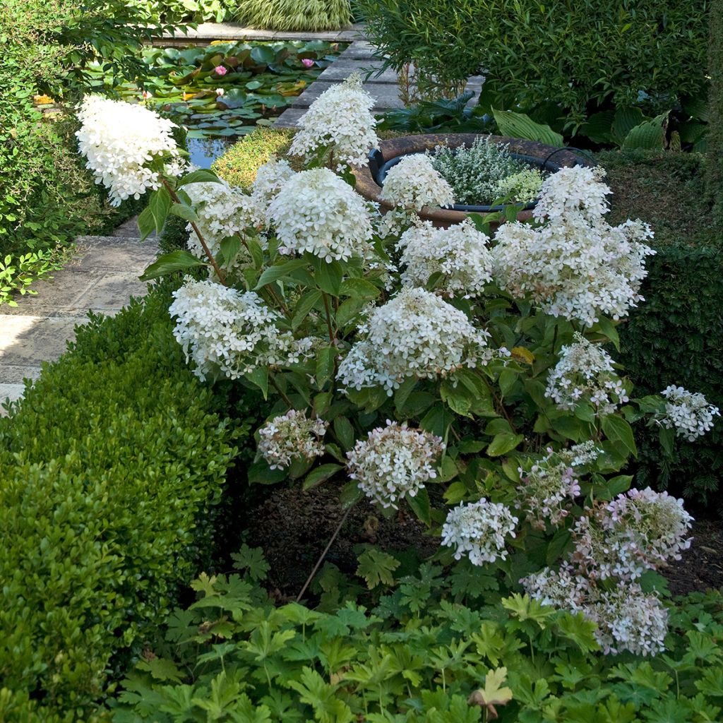 Rispenhortensie Phantom - Hydrangea paniculata