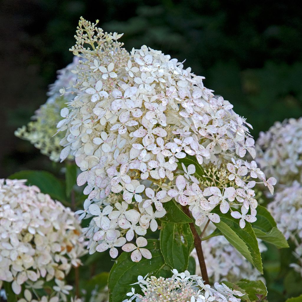 Rispenhortensie Phantom - Hydrangea paniculata