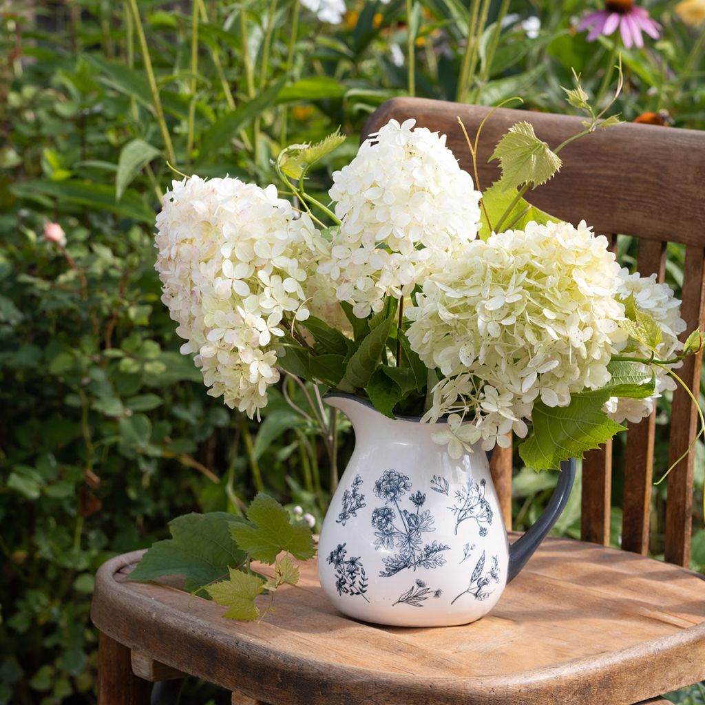 Rispenhortensie Phantom - Hydrangea paniculata