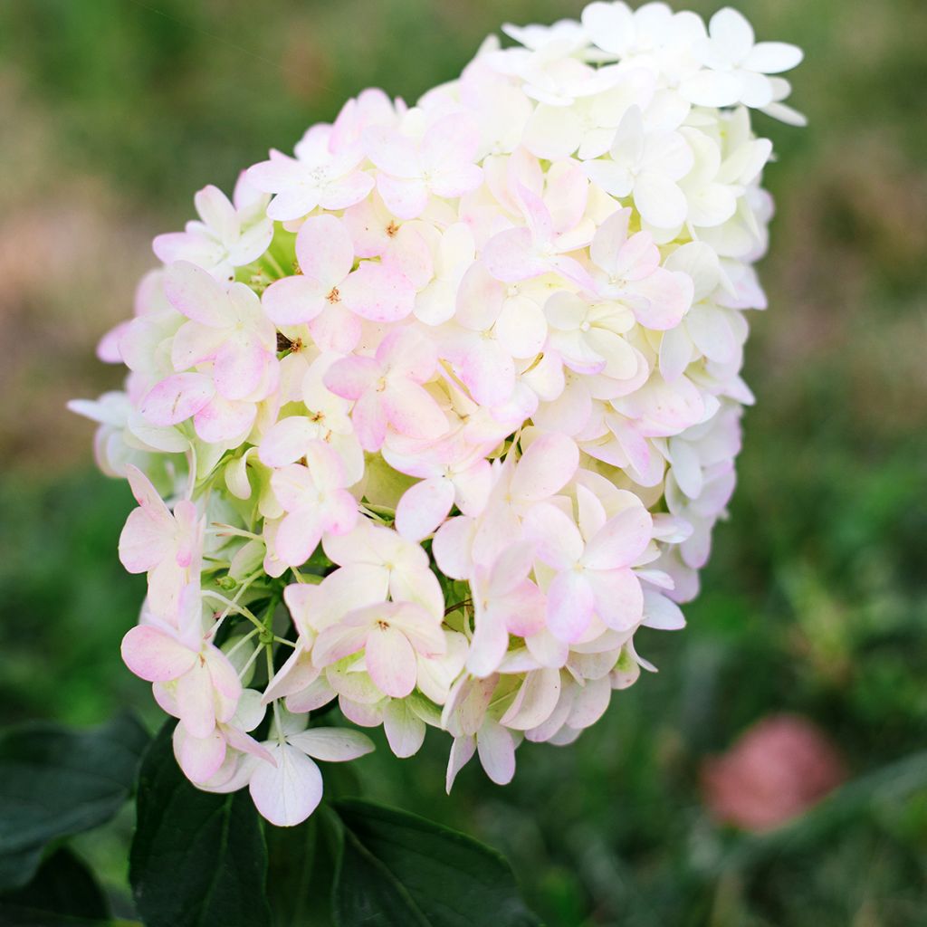 Rispenhortensie Pinkachu - Hydrangea paniculata