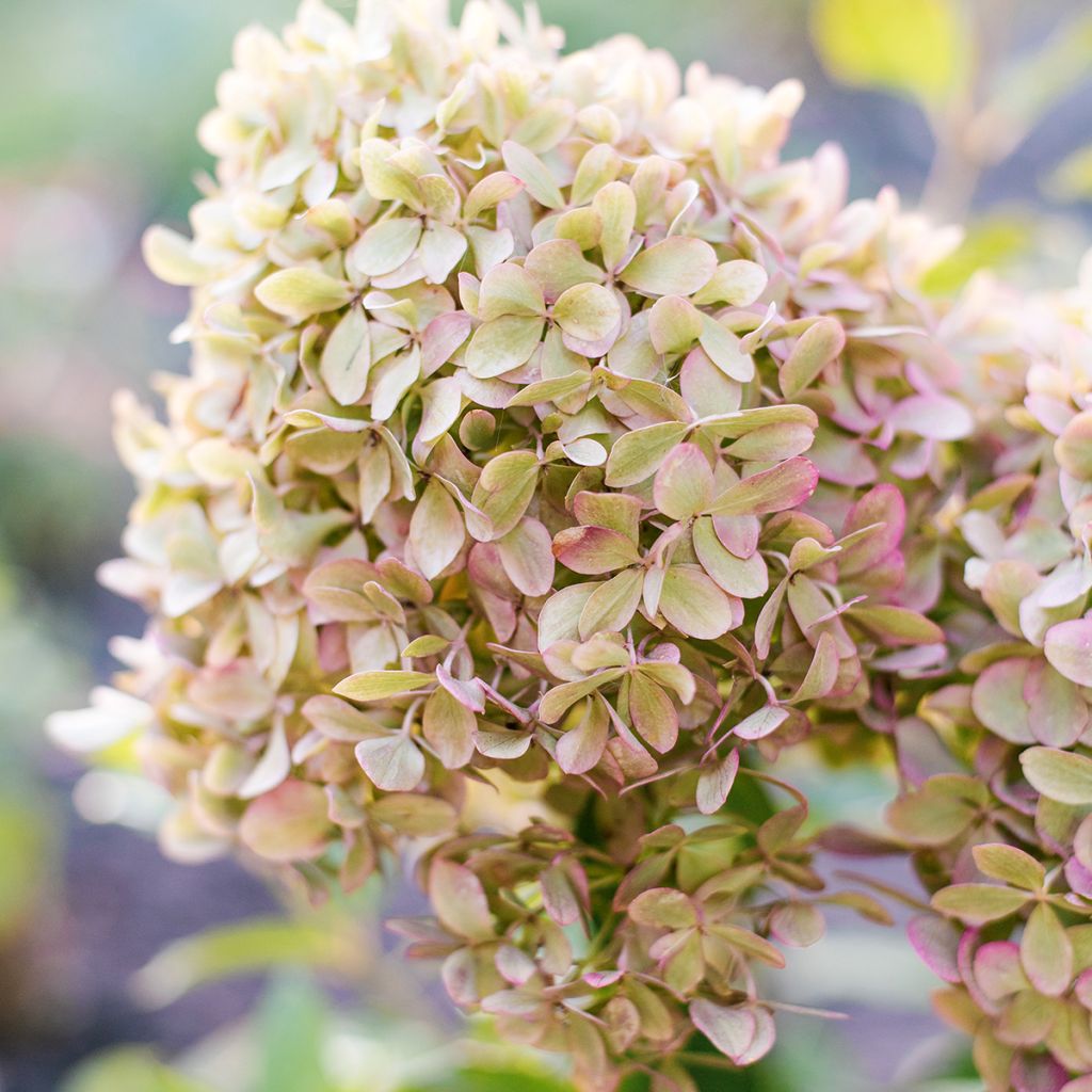 Rispenhortensie Pixio - Hydrangea paniculata