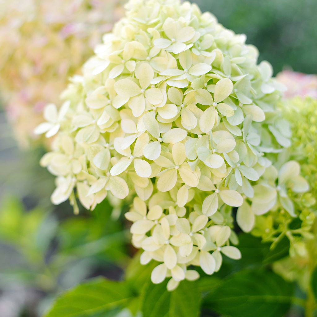 Rispenhortensie Pixio - Hydrangea paniculata