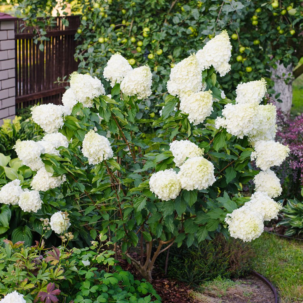 Rispenhortensie Polar Bear - Hydrangea paniculata