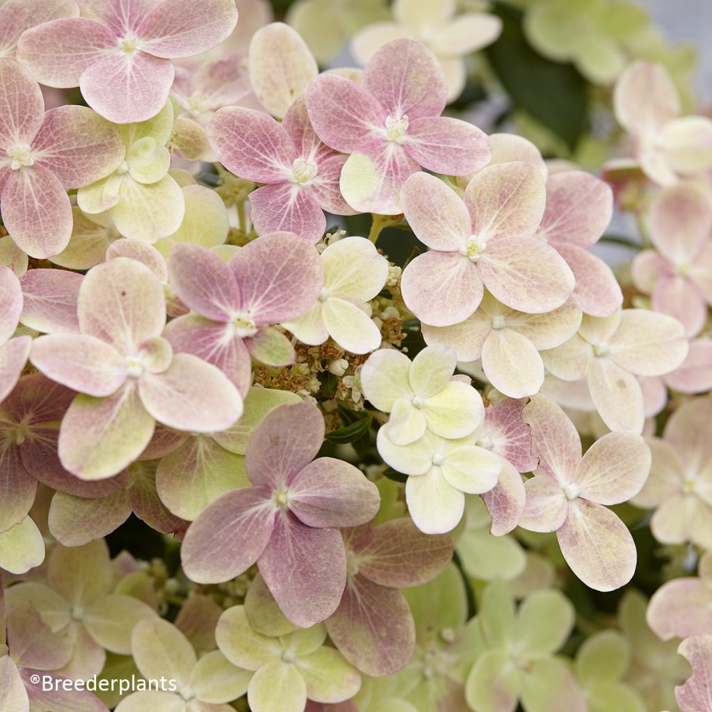 Rispenhortensie Switch Ophelia - Hydrangea paniculata