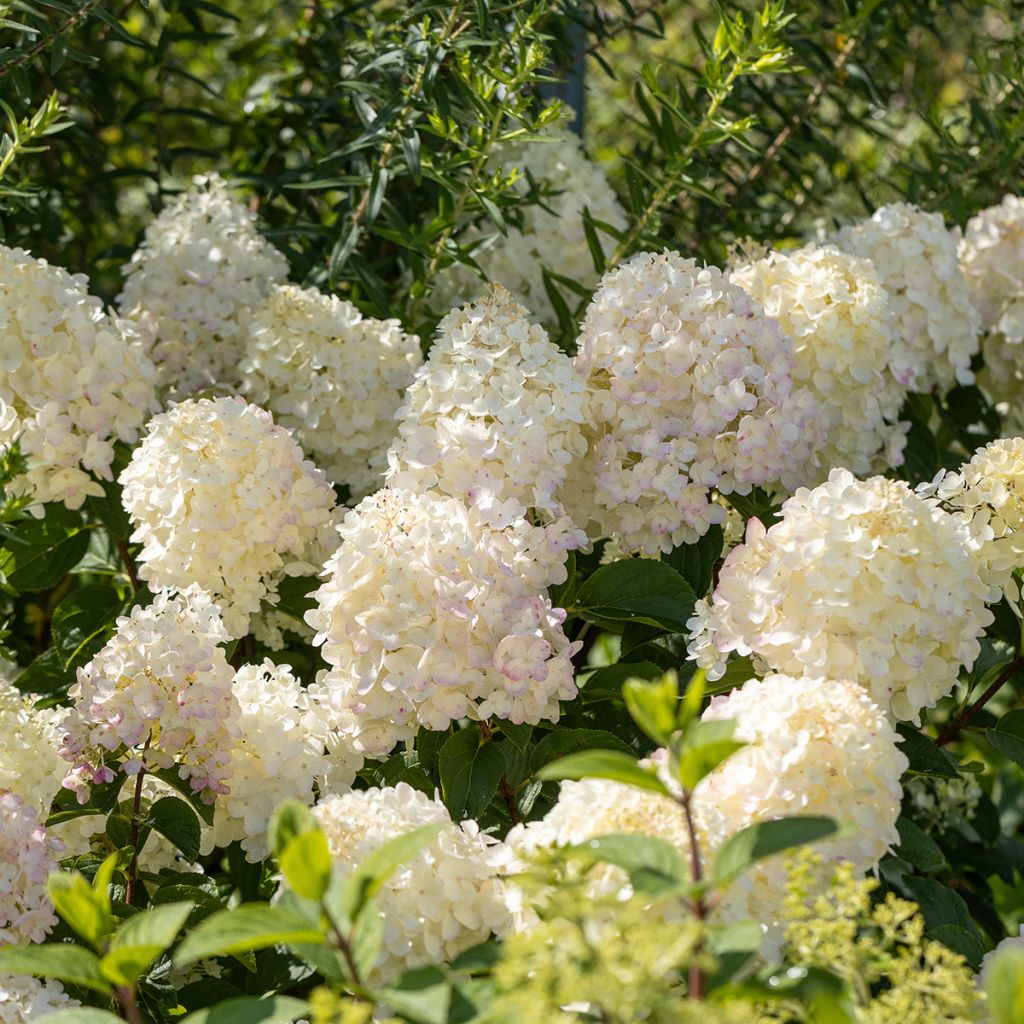 Rispenhortensie Silver Dollar - Hydrangea paniculata