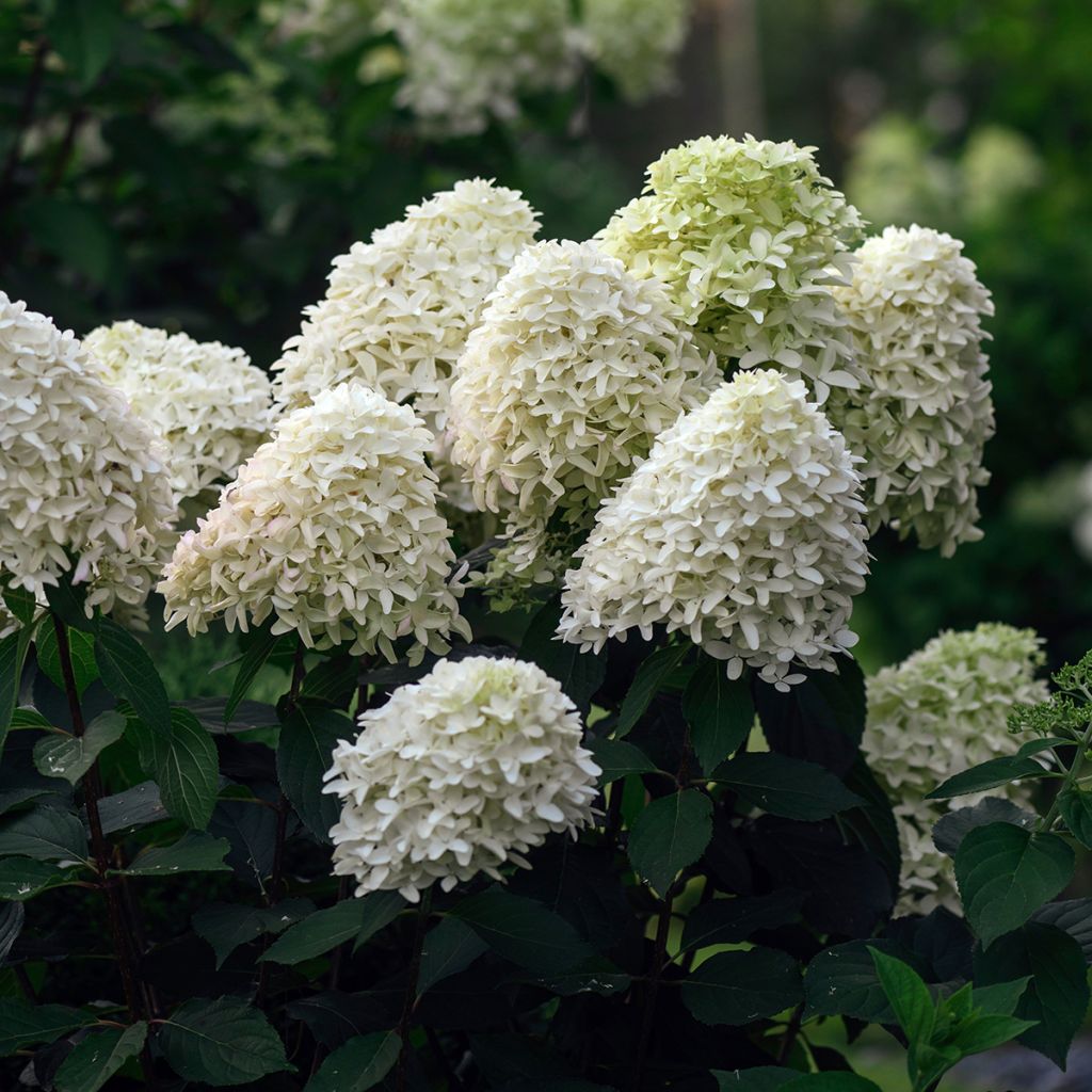 Rispenhortensie Skyfall - Hydrangea paniculata