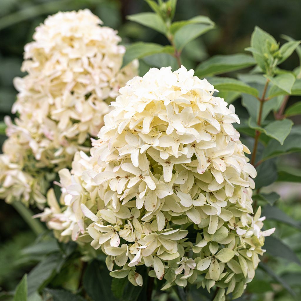 Rispenhortensie Skyfall - Hydrangea paniculata