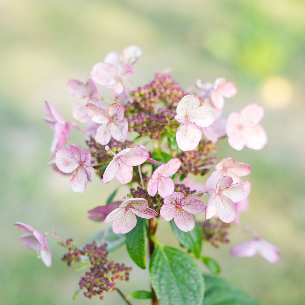Rispenhortensie Wim's red - Hydrangea paniculata
