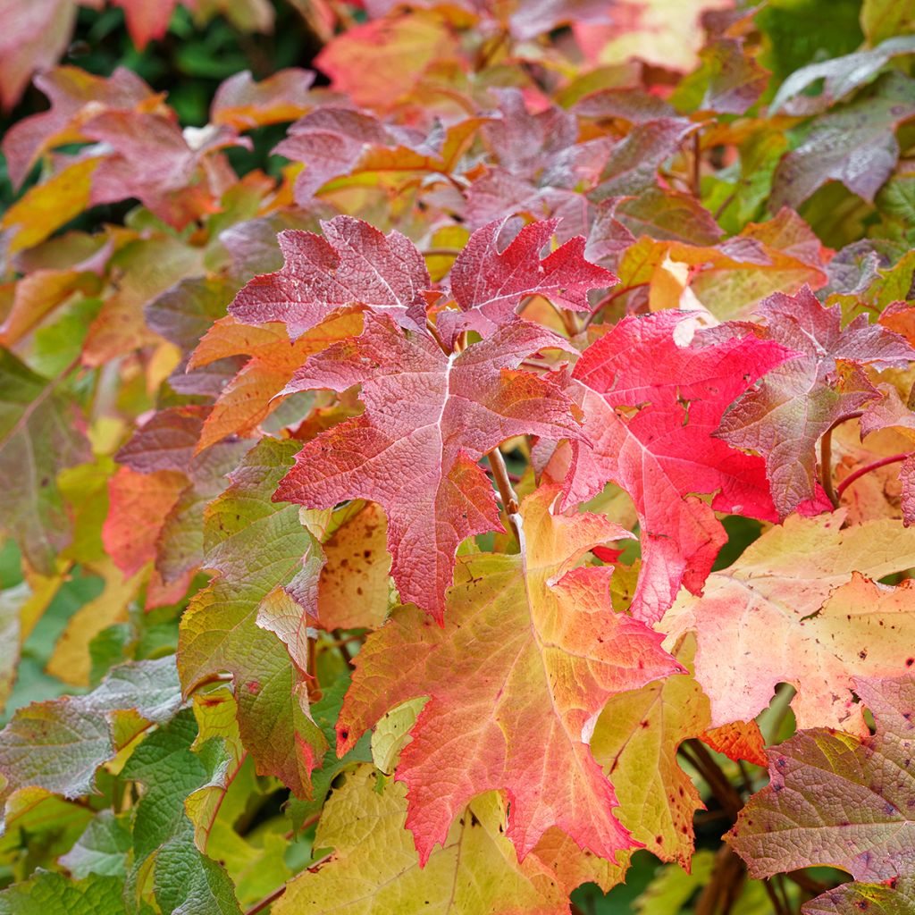Eichenblatt-Hortensie Alice - Hydrangea quercifolia