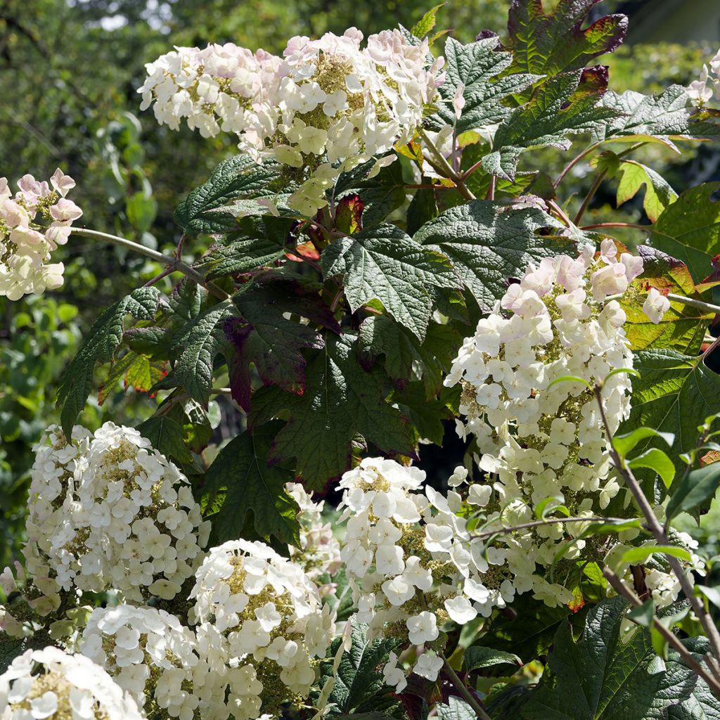Eichenblatt-Hortensie Applause - Hydrangea quercifolia