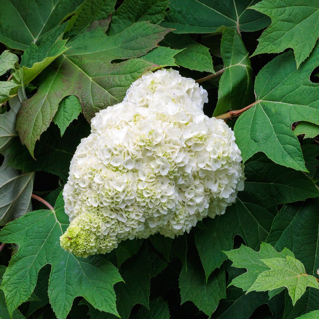 Eichenblatt-Hortensie Harmony - Hydrangea quercifolia